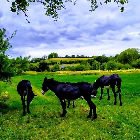 Au Coeur De L'ardenne - Peaceful Loft